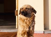 Buddy the Golden Retriever sitting in a park