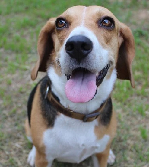 Happy rescued dog